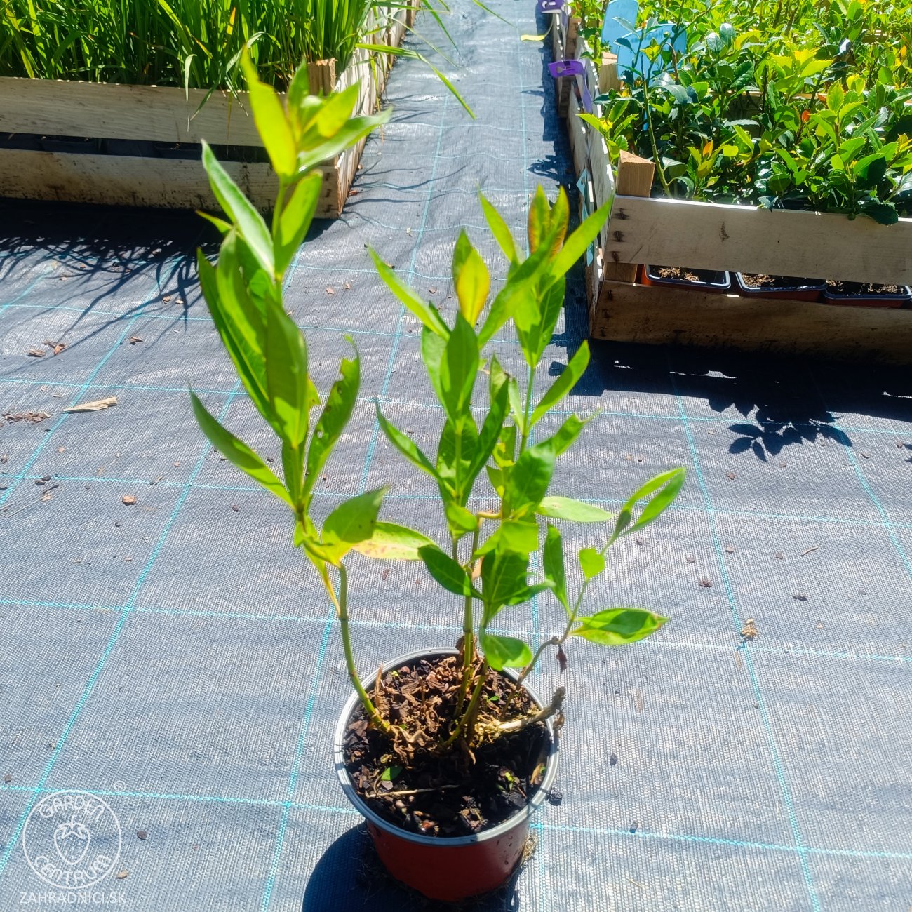 Obrázok Flox metlinatý (Phlox paniculata) ‘SWEET SUMMER CANDY’® - kont. C1,5L
